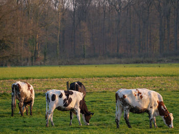 Cows on a german meadow