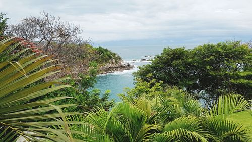 Plants growing on beach against sky