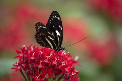 Close-up of butterfly pollinating on flower