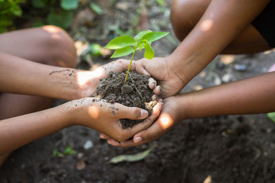 Close-up of hand holding plant