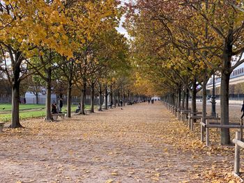 Trees in park during autumn