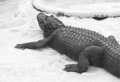 High angle view of alligator at sandy beach