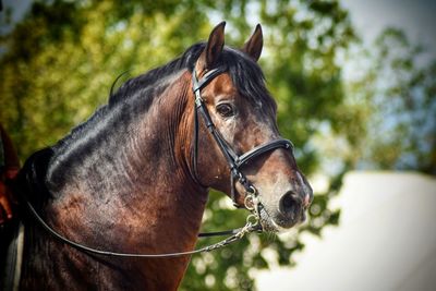 Horse in ranch