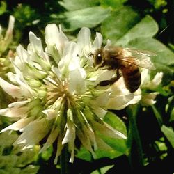 Close-up of bee pollinating on white flower