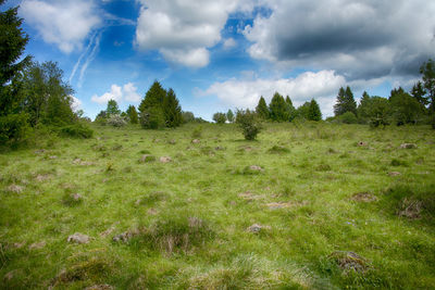 Trees on field against sky