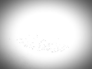 Flock of birds flying over white background