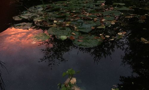 Reflection of trees in calm lake