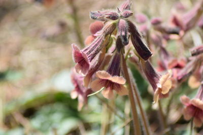 Close-up of wilted flower