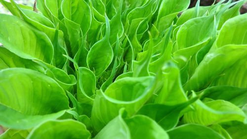 Full frame shot of green leaves