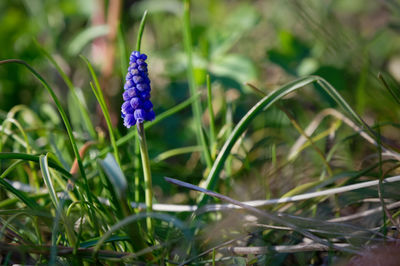 Close-up of purple flowering plant on field