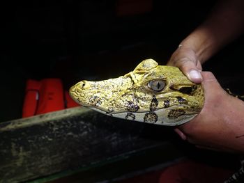 Close-up of person holding caïman 