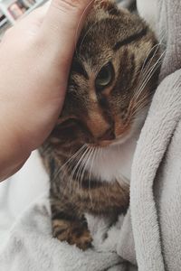 Close-up of a cat