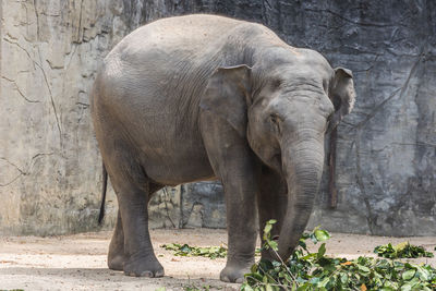 View of elephant in zoo