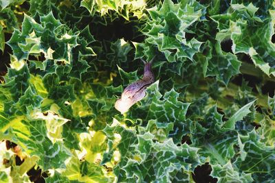 Close-up of insect on plant