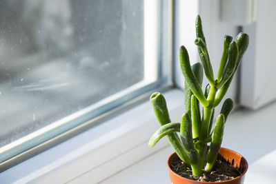 Cassula ovata succulent, money tree close-up