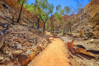 Panoramic view of trees in forest