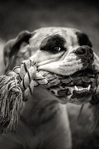 Close-up of dog against rope