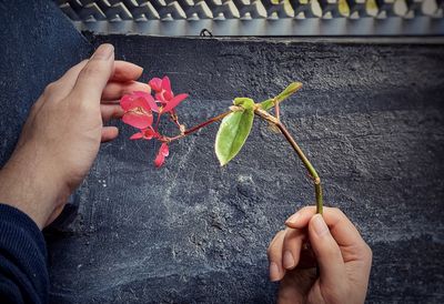 Close-up of hand holding red flowers