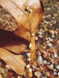 Close-up of dry maple leaves fallen on tree