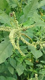 High angle view of insect on plant