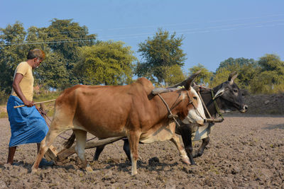 Side view of horse on field against sky