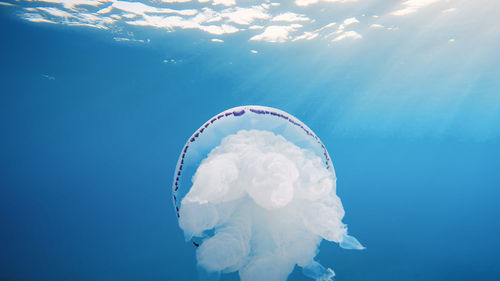 Sea lung jellyfish swim underwater in the ocean