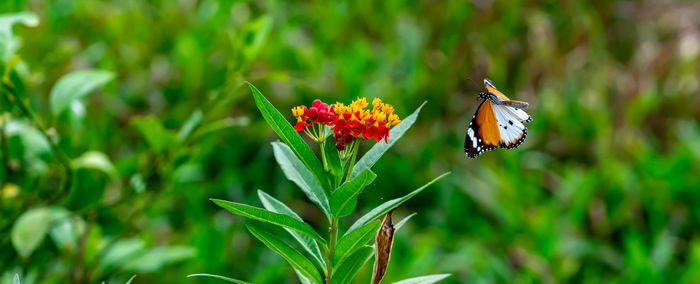 Close-up of butterfly pollinating on flower