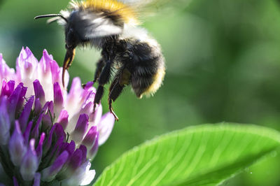 Close-up of bee pollinating flower