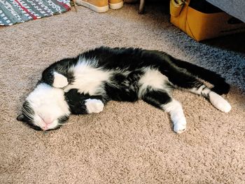 High angle view of cat sleeping