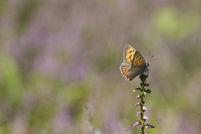 Close-up of butterfly pollinating on flower