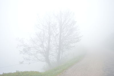 Bare tree in foggy weather