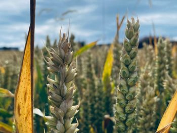 Cereal crop