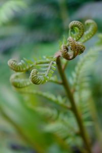 Close-up of fern
