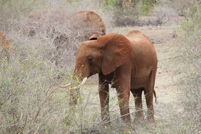 Elephant standing in a field