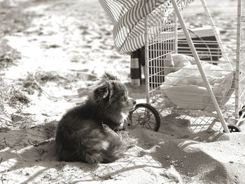 Dog sitting on beach 