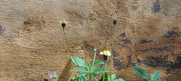 High angle view of flowering plants on wall