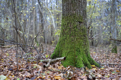 Moss growing on tree trunk in forest