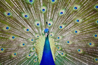 Close-up of peacock