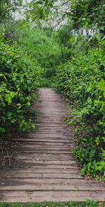 Boardwalk amidst trees in forest