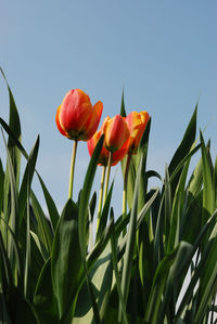 Close-up of flowering plants on field against clear sky
