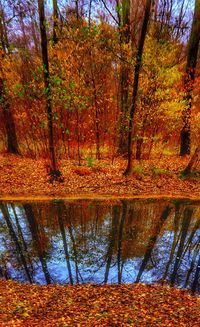 Reflection of trees in lake during autumn