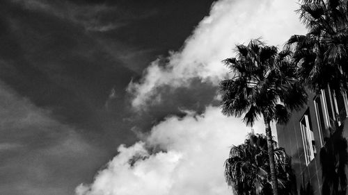 Low angle view of palm trees against sky