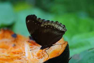 Close-up of butterfly