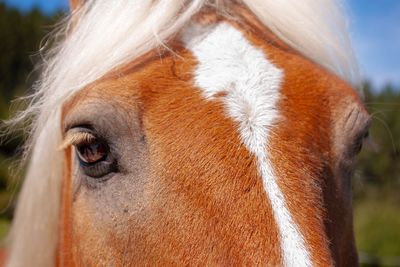 Close-up of a horse