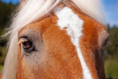 Close-up of a horse, haflinger 