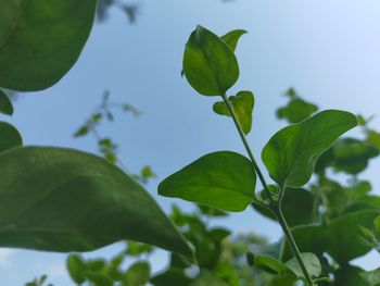 Low angle view of leaves against sky