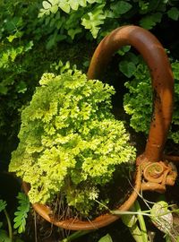 High angle view of potted plant