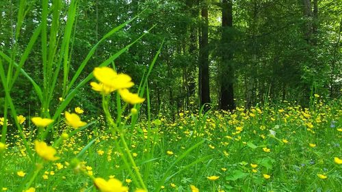 Close-up of yellow flowers blooming in field