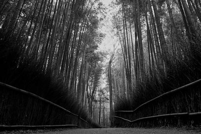 View of trees in the forest