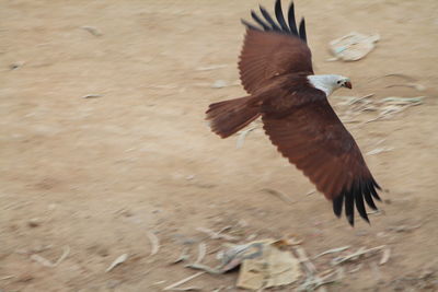 Close-up of eagle flying